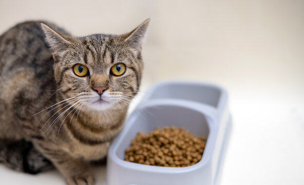 angry cat isolated with dry food in bowl refuse to eat mock up free space for text.upset tabby kitty on beige background