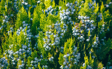 Green coniferous plant thuja in nature as a background