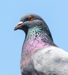 Portrait of a dove against a blue sky