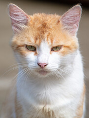 Portrait of a red cat in the park