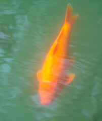 A large golden carp swims in the water