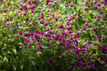 Large bush with small pink flowers