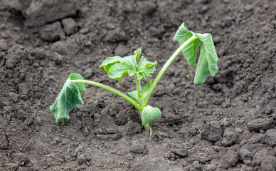 Dying watermelon seedling in the ground.