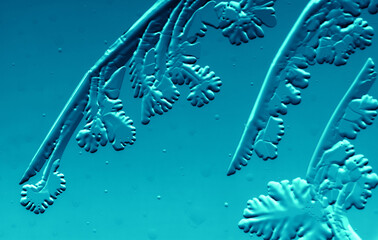 Drawings of ice on blue glass.