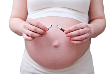 Pregnant woman breaks a cigarette in her hands as smoking cessation, isolated on a white background in the studio