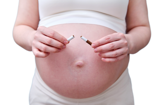 Pregnant woman breaks a cigarette in her hands as smoking cessation, isolated on a white background in the studio