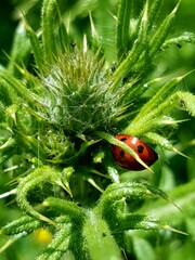ladybug im green thistle plant