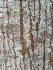 Fototapeta premium bark of a tree 