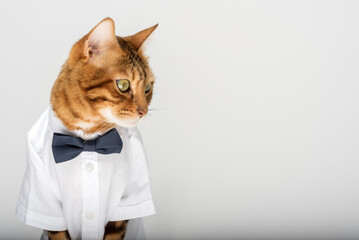Cat in a shirt and bow tie on a white background
