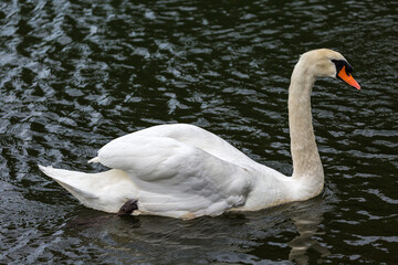 Fototapeta premium White mute swan swimming in a lake