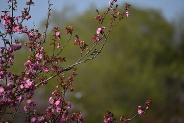 ピンクの花が咲く木の枝に止まる小鳥