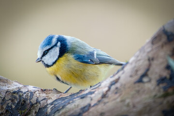 Mésange bleue