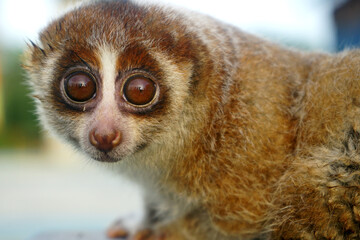 portrait of cute slow loris on the park