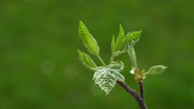 Wild Service Tree, leafing in spring (Sorbus torminalis)