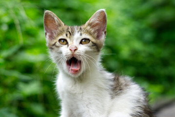 Cute little kitten sitting on green grass background. Selective focus.