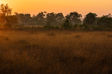 Obraz premium Little savanna, Ko Phra Thong, Khura Buri District, Phang Nga Province, southern Thailand