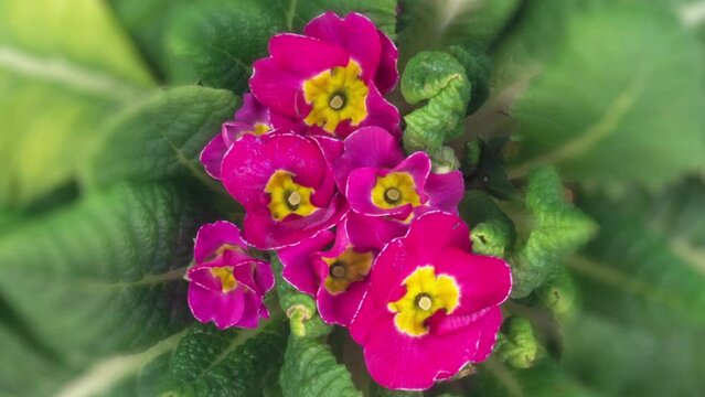 Timelapse of Spring Flower Blossom. Primula Vulgaris. Blooming Primrose Flower on a Black Background. Yellow and pink Primula Blossoming and Wilting, macro.