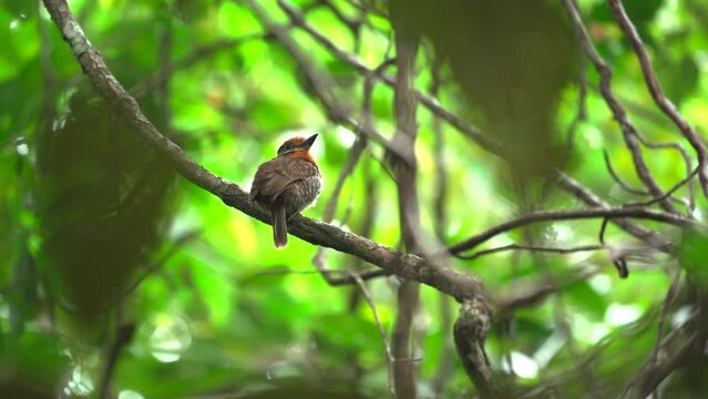 Spotted puffbird | Jungle bird