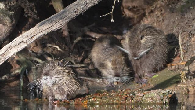 Slow motion shot of a family of Nutria cleaning themselves by the riverside