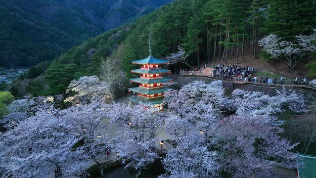 famous Japanese pagoda in the evening with cherry trees in bloom, buddhist temple in Japan in spring in the mountains at night, aerial view of Chureito pagoda