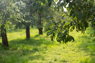 Fototapeta na wymiar Garden with fruit trees. Green grass, the sun is shining. Sunny day. Apple tree. Green leaves and branches. Tree in nature. Agriculture outdoor.