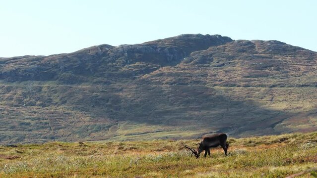 The clip showcases the beauty of the Nordic ecosystem and wildlife, making it perfect for nature enthusiasts or anyone seeking a moment of peaceful reflection