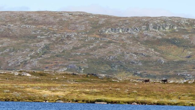 This stunning footage captures a herd of reindeer grazing by a tranquil lake in the breathtaking Norwegian wilderness. The clip showcases the beauty of the Nordic ecosystem and wildlife.