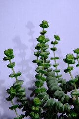 Stretched out Crassula Perforata or String of Buttons, close up. Growing with poor lighting. Potted...