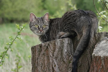 A beautiful tabby cat sitting on the tree stump. 