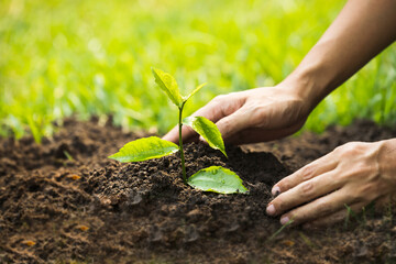 Hands of the women were planting the seedlings into the ground in the garden. Tree Growth Steps In nature And beautiful morning lighting. Fresh green seedling. Love the world concept.