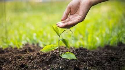 Hands of the women were planting the seedlings into the ground in the garden. Tree Growth Steps In nature And beautiful morning lighting. Fresh green seedling. Love the world concept.