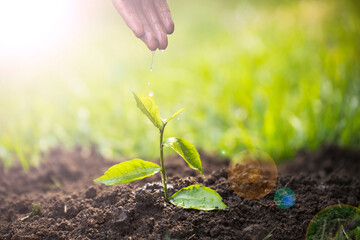 Hands of the women were planting the seedlings into the ground in the garden. Tree Growth Steps In nature And beautiful morning lighting. Fresh green seedling. Love the world concept.
