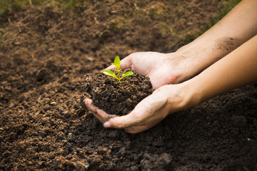 Hands of the women were planting the seedlings into the ground in the garden. Tree Growth Steps In nature And beautiful morning lighting. Fresh green seedling. Love the world concept.