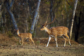 The chital or cheetal (Axis axis), also known as the spotted deer, chital or axis deer. Adult male and female in dry forest.