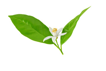 Orange tree flower. White flower and green leaves. Neroli fragrant blossom isolated transparent png.