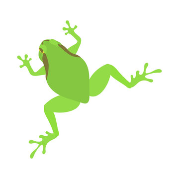 ジャンプするアマガエル。フラットなベクターイラスト。
A jumping tree frog. Flat designed vector illustration.