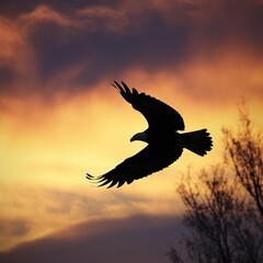 Fototapeta na wymiar eagle in sunset