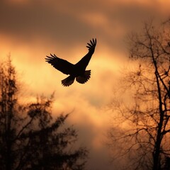 Fototapeta na wymiar eagle in sunset