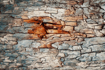 Tree rings old weathered wood pattern. brown bark wood texture. Embossed texture of the bark of oak. Horizontal photo of a tree bark texture. Relief creative texture of an old oak bark. home wall
