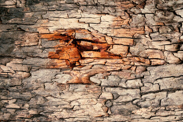Tree rings old weathered wood pattern. brown bark wood texture. Embossed texture of the bark of oak. Horizontal photo of a tree bark texture. Relief creative texture of an old oak bark. home wall