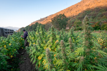 Fototapeta na wymiar Closeup of cannabis buds on marijuana plants ready for harvest, in an outdoor field, with the farmer standing between two rows
