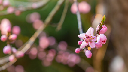 Spring peach tree with pink flowers