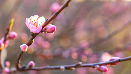 Spring peach tree with pink flowers