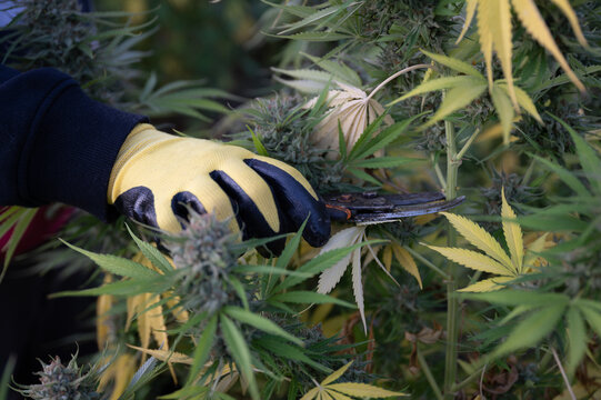 Cutting a cannabis plant, closeup, at harvest