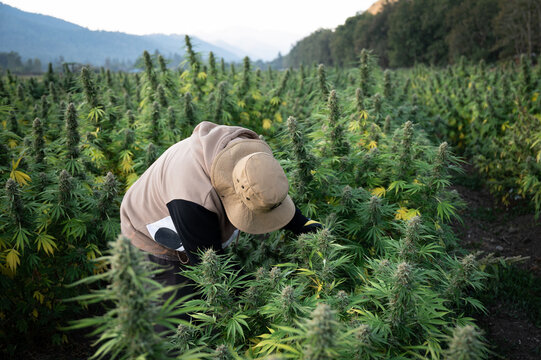 Man harvesting cannabis plants in an outdoor marijuana field on a marijuana farm