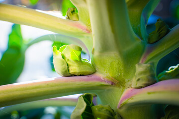 Green young fruits of brussels sprouts close-up on a blurred background grow on a stem in the...