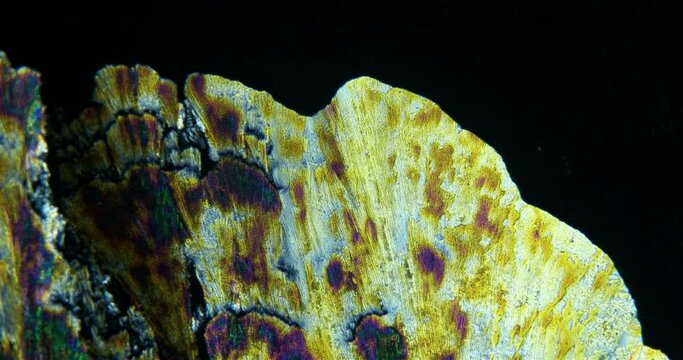 Crystal formation under a microscope, a solution of Paracetamolum or Acetaminophen and alcohol, the polarization effect allows you to see different color shades.