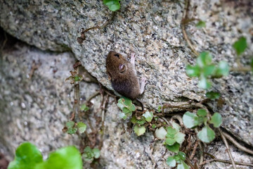 Mouse climbs up the wall