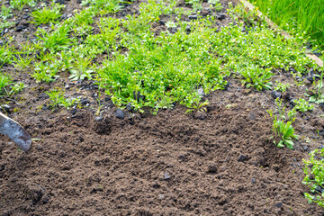 The soil in the garden bed before and after cleaning from weeds. Plowing the garden in the spring and preparing for planting. Garden work