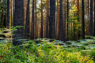 Sunlight in the forest